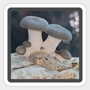 New Pearl Oyster Mushrooms Sticker